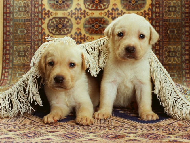 how do you get dog poop out of an oriental rug