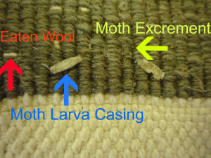moth damage larva and excrement