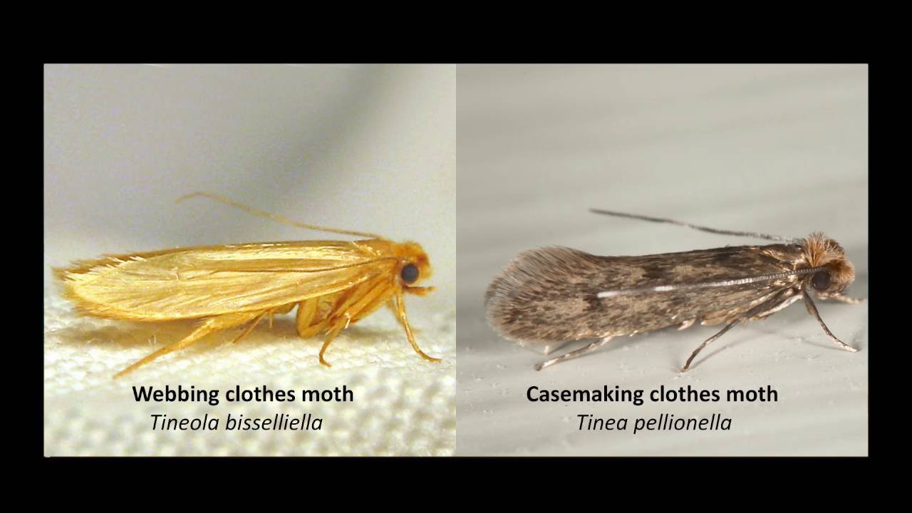 Clothes Moth Control Services - Clothes Moth Exterminators