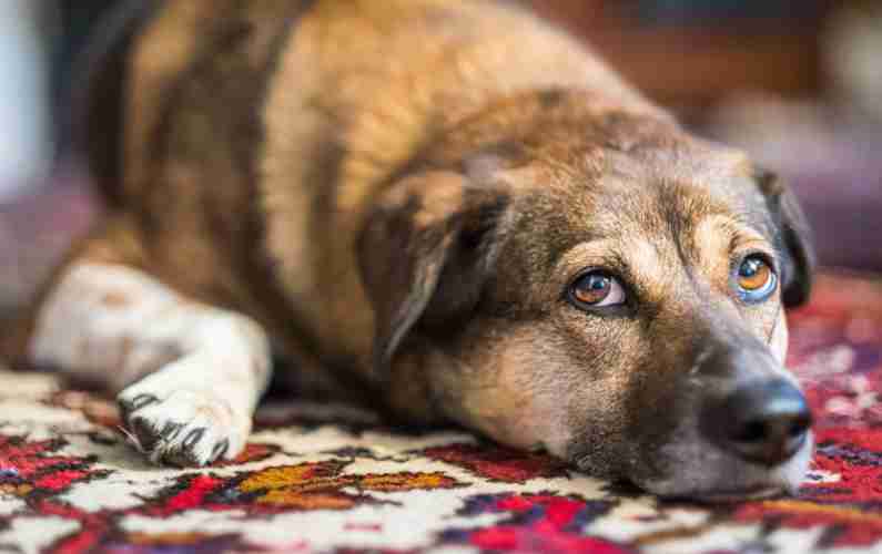 dog on rug