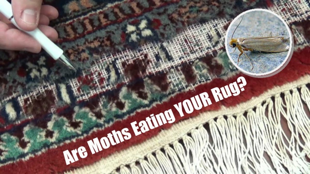 How To Prevent Moths From Destroying Oriental Rug Oriental Rug Salon