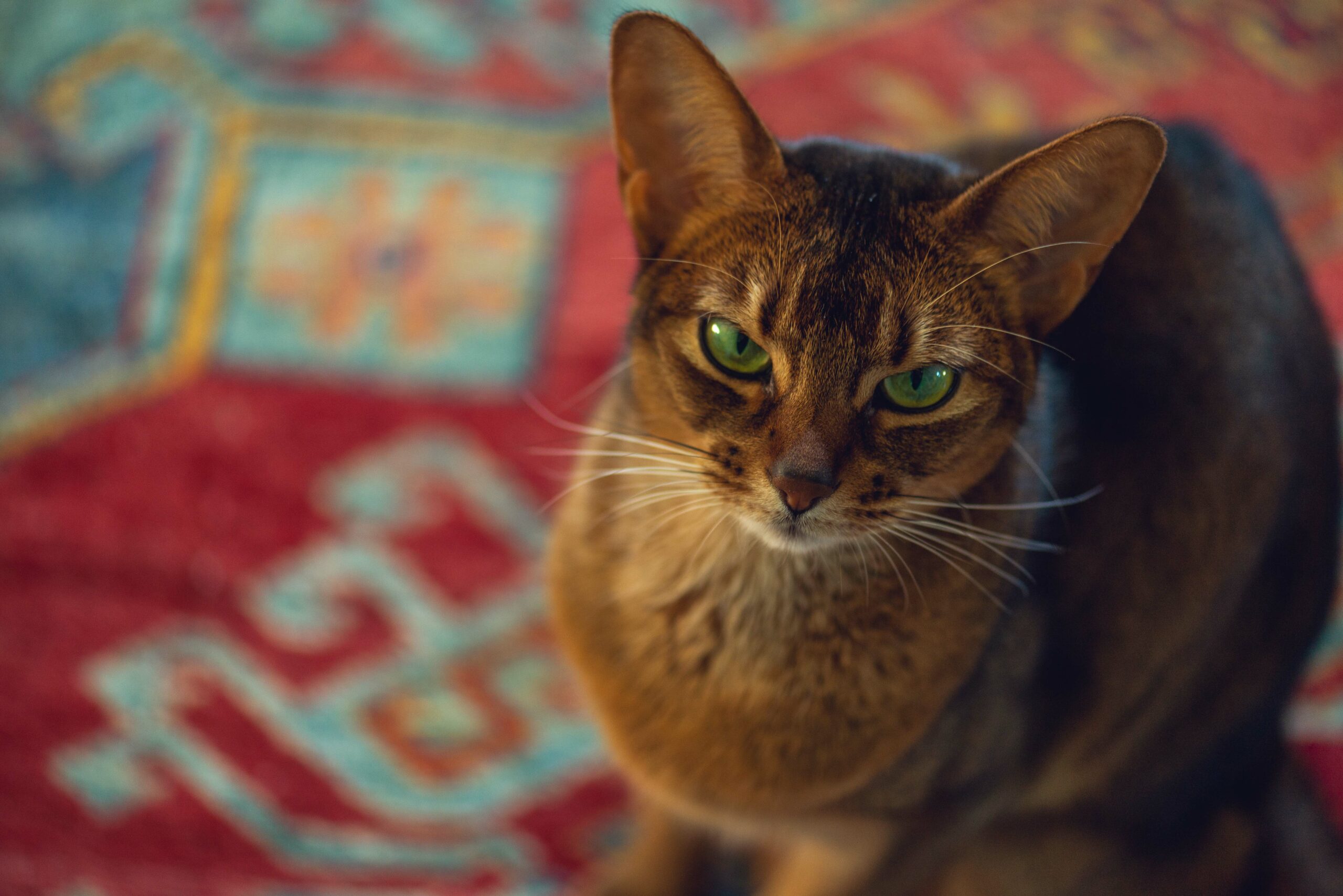 Pet Accidents And Oriental Rugs - Oriental Rug Salon