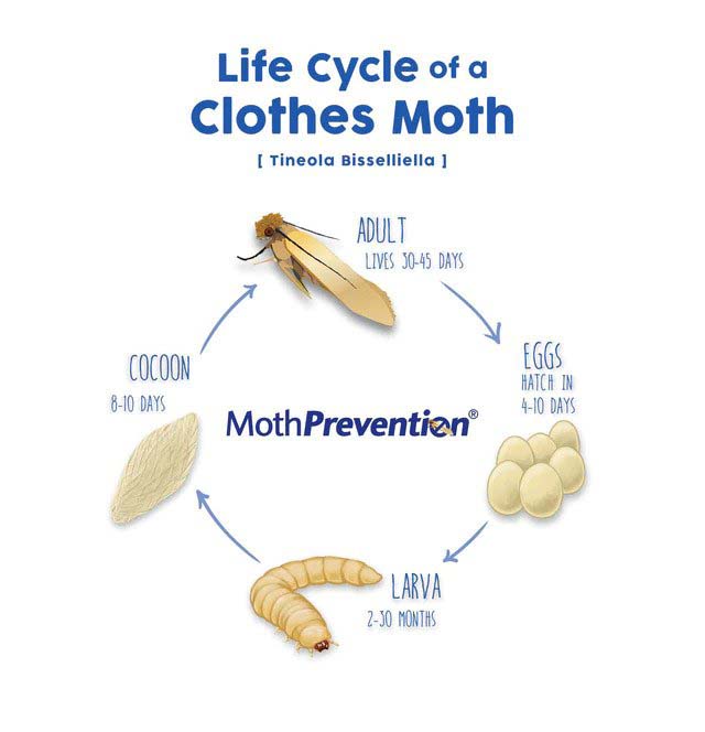 Moth Prevention Guide  How To Protect Your Merino Wool - Woolday