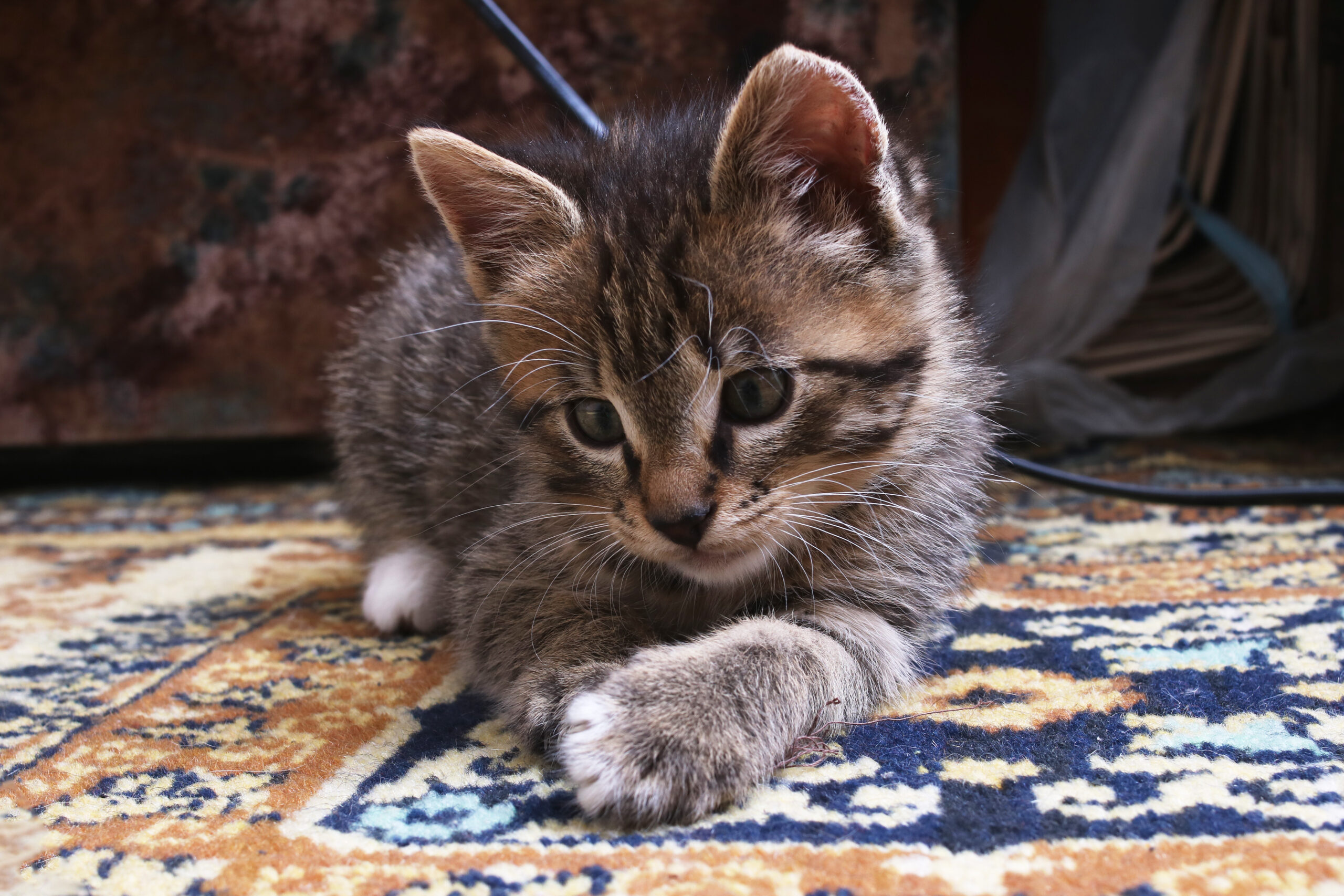 Pet Accidents And Oriental Rugs - Oriental Rug Salon